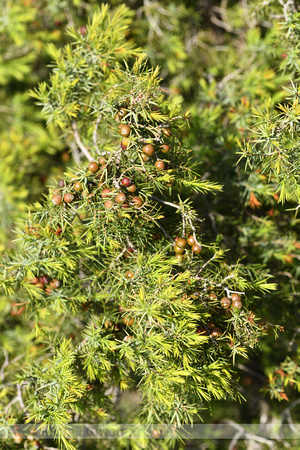 Juniperus phoenicea