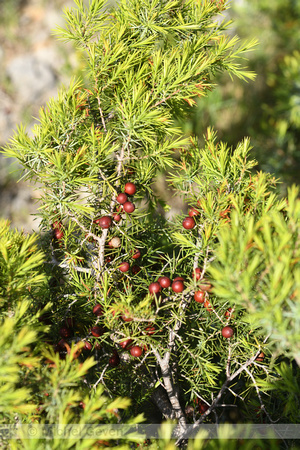 Juniperus phoenicea