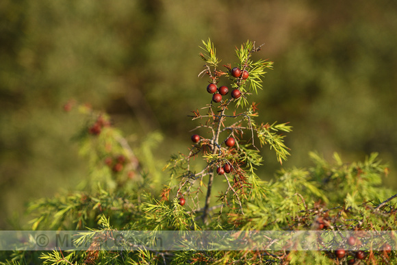 Juniperus phoenicea