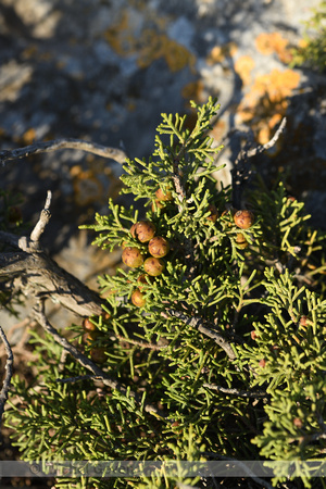 Juniperus phoenicea