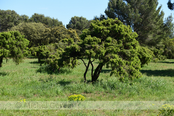 Juniperus phoenicea