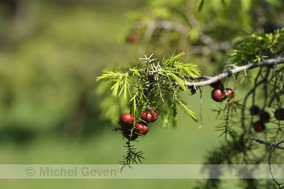 Juniperus phoenicea