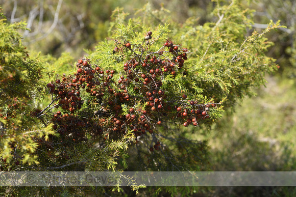 Juniperus phoenicea