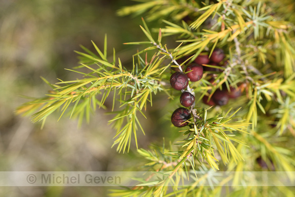 Juniperus phoenicea