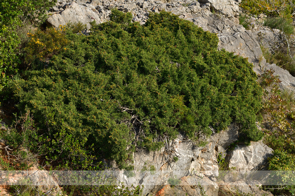 Juniperus phoenicea