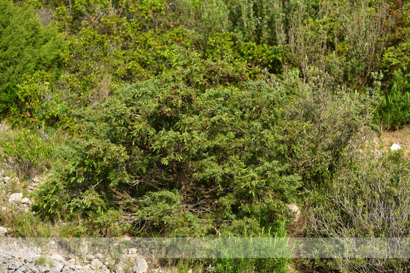 Juniperus phoenicea