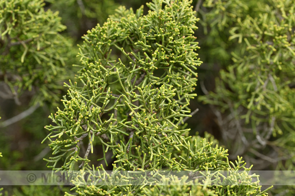 Juniperus phoenicea