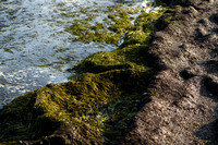 Klein zeegras; Dwarf Eelgrass; Zostera noltei