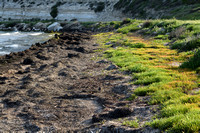 Klein zeegras; Dwarf Eelgrass; Zostera noltei