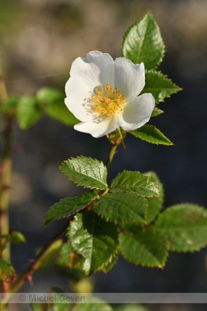 Kleinbloemige roos; Rosa micrantha