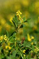 Kleine honingklaver; Annual yellow sweetclover; Melilotus indicu
