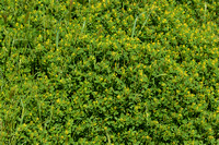 Kleine honingklaver; Annual yellow sweetclover; Melilotus indicu