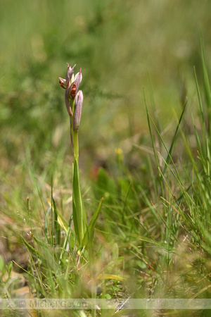 Kleine tongorchis; Small-flowered Serapias; Serapias parviflora