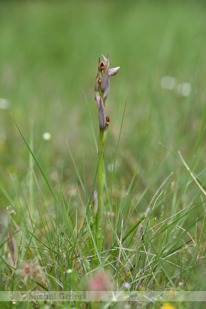 Kleine tongorchis; Small-flowered Serapias; Serapias parviflora