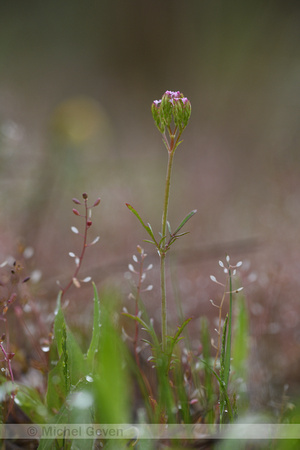 Kleine Valeriaan; Valeriana dioica