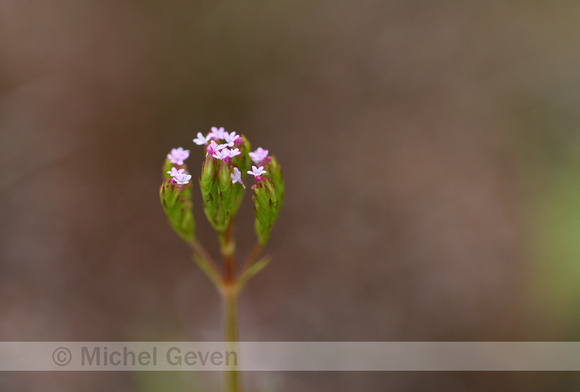 Kleine Valeriaan; Valeriana dioica