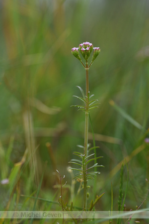 Kleine Valeriaan; Valeriana dioica