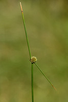Kogelbies; Scirpoides holoschoenus subsp. Australis