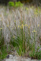 Kogelbies - Scirpoides holoschoenus subsp. Australis