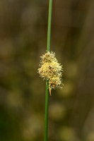 Kogelbies; Scirpoides holoschoenus subsp. Australis
