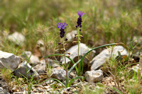 Kuifhyacint; Tassel Hyacinth; Muscari comosum