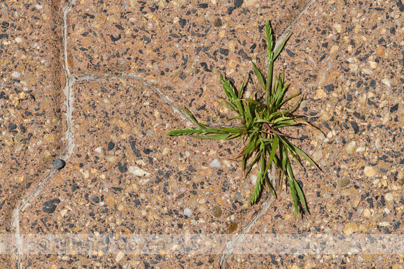 Laksteeltje; See Fern-grass; Catapodium marinum