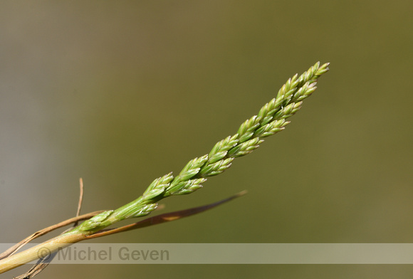 Laksteeltje; See Fern-grass; Catapodium marinum