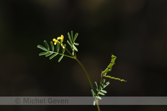 Lesser Horseshoe Vetch; Hippocrepis ciliata