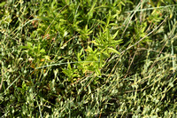 Meerkrap; Rubia tinctorum
