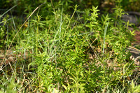 Meerkrap; Rubia tinctorum