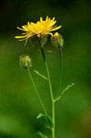 Crepis pyrenaica