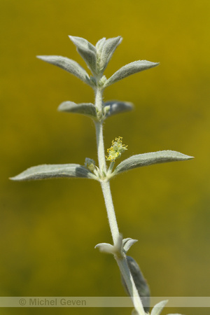 Mercurialis tomentosa