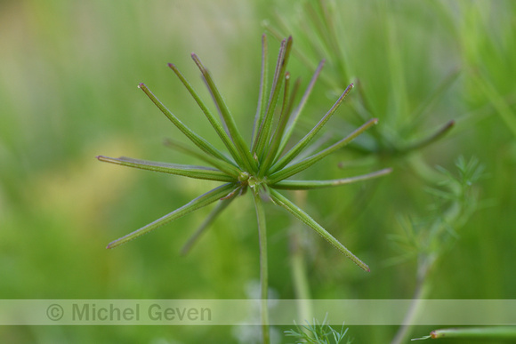 Naaldenkervel; Shepherd's-needle; Scandix pecten-veneris subsp.