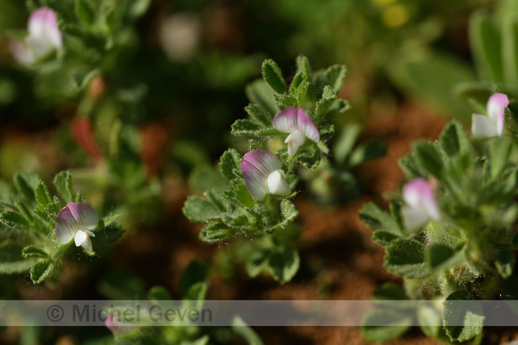 Ononis spinosa subsp. procurrens