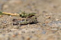 Plompe groenvleugel; Broad Green-winged Grasshopper; Aiolopus st