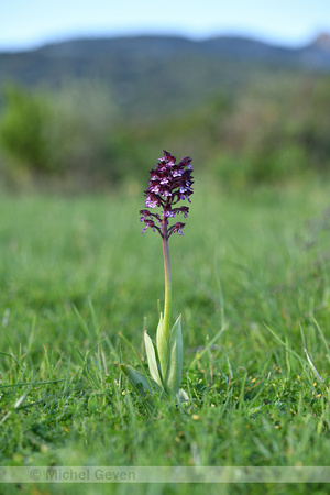 Purperorchis;Lady Orchid; Orchis purpurea;