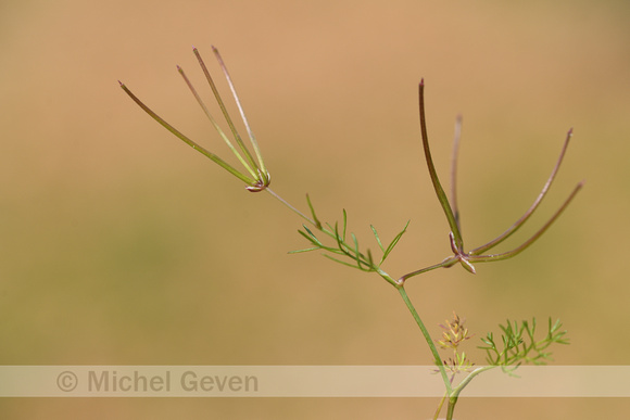 Scandix australis