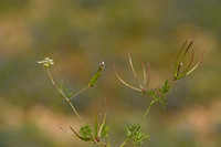 Scandix australis