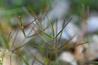Scandix australis