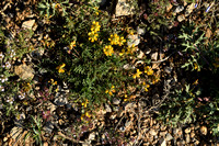 Schedekroonkruid; Coronilla vaginalis