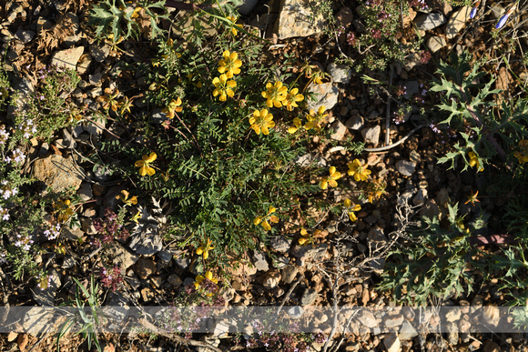 Schedekroonkruid; Coronilla vaginalis