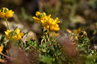 Schedekroonkruid; Coronilla vaginalis