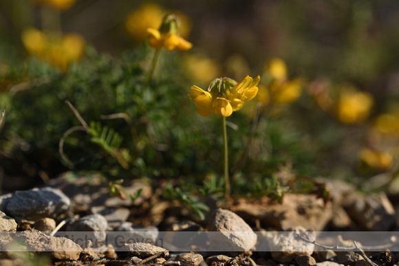 Schedekroonkruid; Coronilla vaginalis