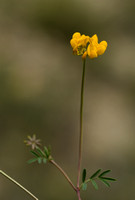 Schedekroonkruid; Coronilla vaginalis