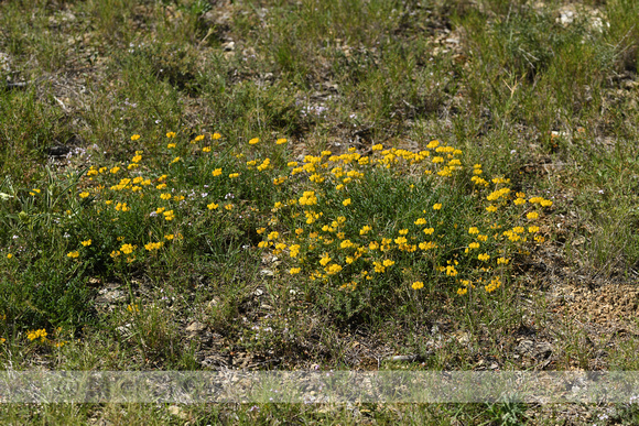 Schedekroonkruid; Coronilla vaginalis