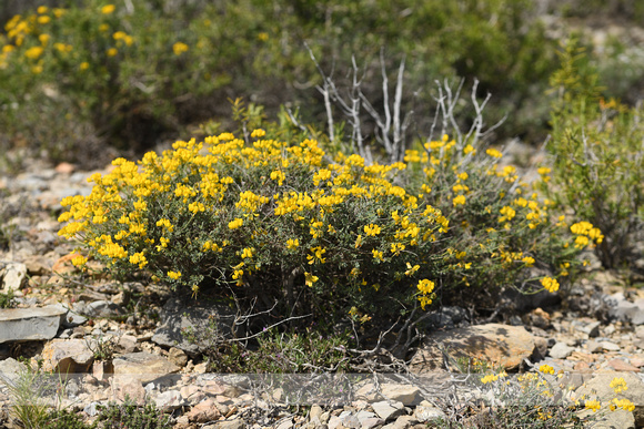 Schedekroonkruid; Coronilla vaginalis