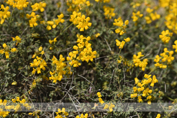 Schedekroonkruid; Coronilla vaginalis