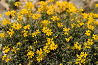 Schedekroonkruid; Coronilla vaginalis