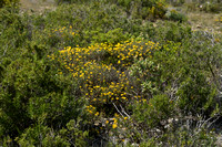 Schedekroonkruid; Coronilla vaginalis