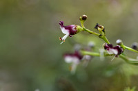 Scrophularia canina subsp. Ramosissima